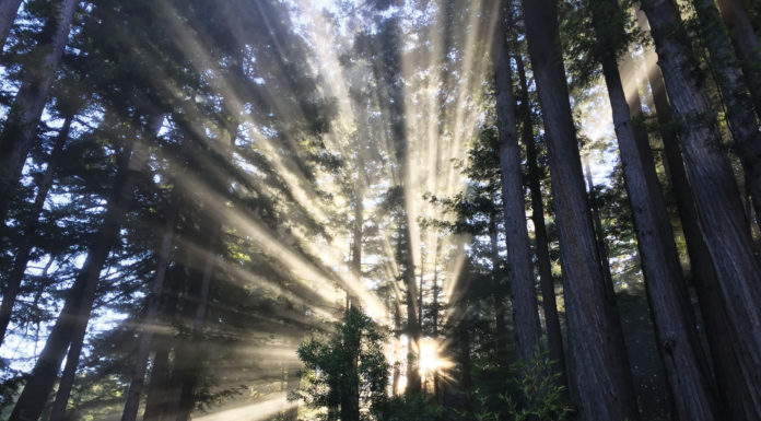 The Mountain Gardener | The Fascinating World of Plant Communication