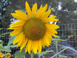 The Mountain Gardener | Where Are the Dog Days of Summer? Sunflower