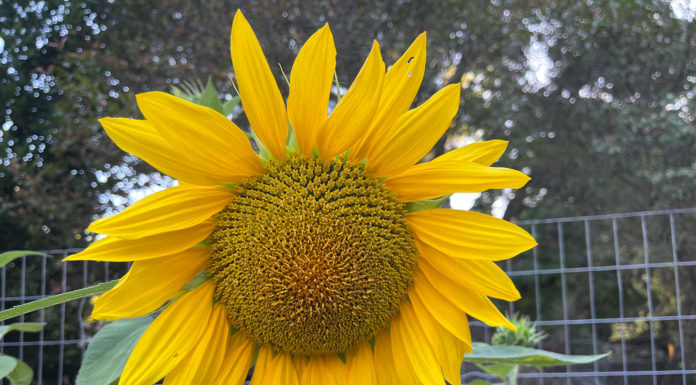 The Mountain Gardener | Where Are the Dog Days of Summer? Sunflower