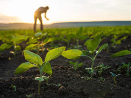 New report shows ag’s impact on Santa Cruz County economy, workforce