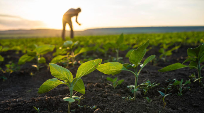 New report shows ag’s impact on Santa Cruz County economy, workforce