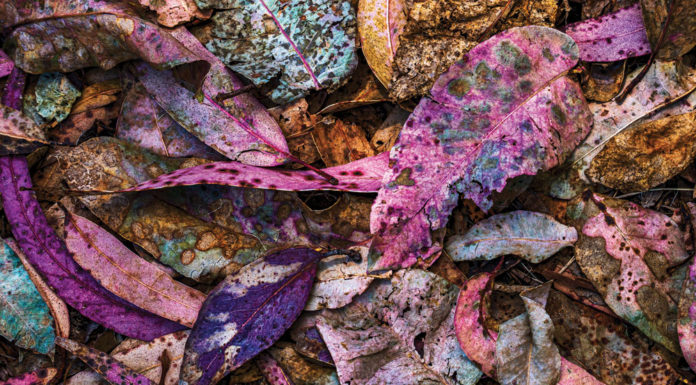 Santa Cruz photographers unveil striking ‘Through Our Eyes’ exhibit Kathy Edwards photo leaves