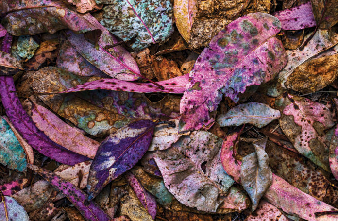 Edwards---Aging-Leaves-Still-Colorful Kathy Edwards photo leaves