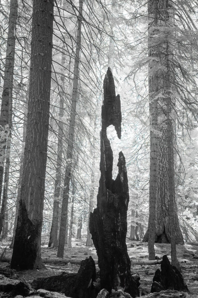 Kevin Osborn photo trees