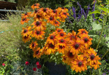 The Mountain Gardener | Choosing Safe, Deer-Resistant Plants Black-eyed Susans