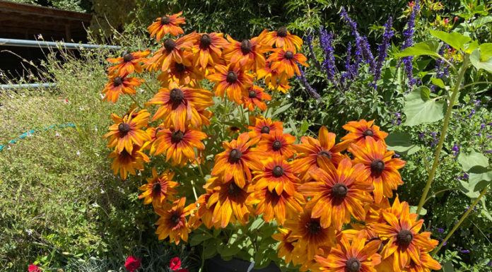 The Mountain Gardener | Choosing Safe, Deer-Resistant Plants Black-eyed Susans