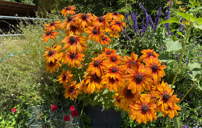 Black-eyed Susans