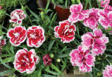 The Mountain Gardener | Fragrant Plants in the Garden This Summer Garden flowers