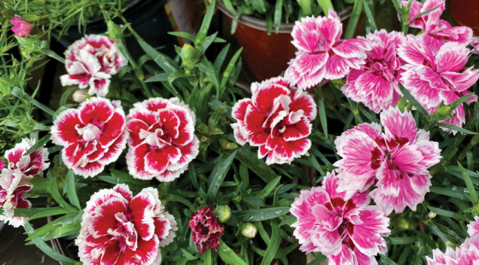 The Mountain Gardener | Fragrant Plants in the Garden This Summer Garden flowers