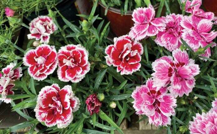 TMG-dianthus Garden flowers