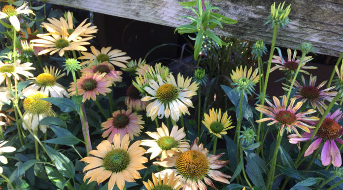 The Mountain Gardener | Outsmarting Deer to Protect Your Garden Garden Coneflowers
