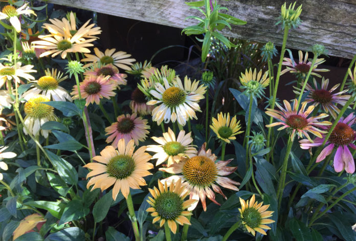 TMG-echinacea_Sunrise_Cheyenne-Spirit Garden Coneflowers