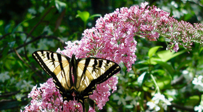 The Mountain Gardener | Who Doesn’t Love Beautiful Butterflies? Western Swallowtail butterfly bush