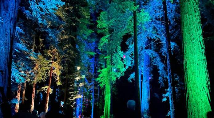 Roaring Camp debuts first-ever lighted redwoods night walk Roaring Camp Sequoias at Night