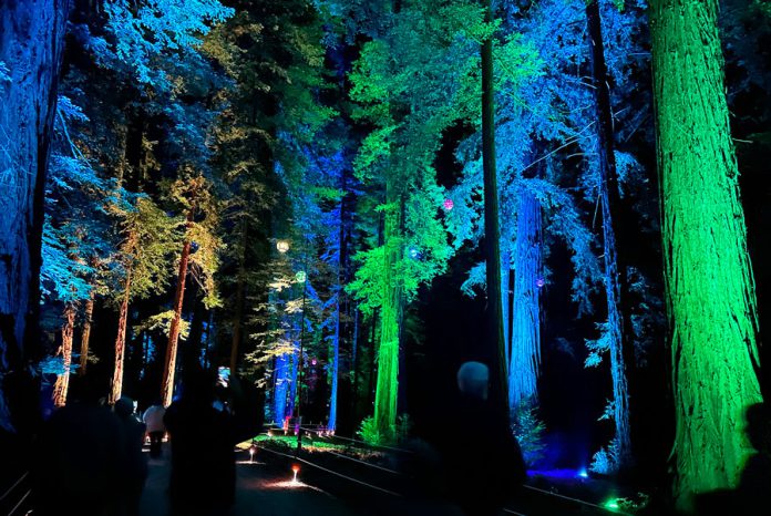 Roaring-Camp-trees-1 Roaring Camp Sequoias at Night