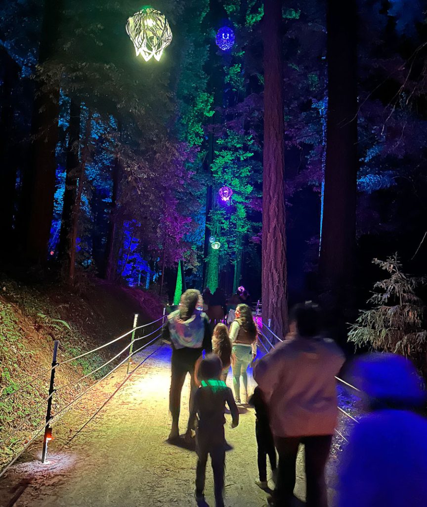Roaring Camp Sequoias at Night