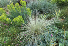 The Mountain Gardener | Combining Plants in Exciting Ways Garden euphorbia lomandra