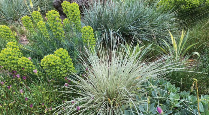 The Mountain Gardener | Combining Plants in Exciting Ways Garden euphorbia lomandra