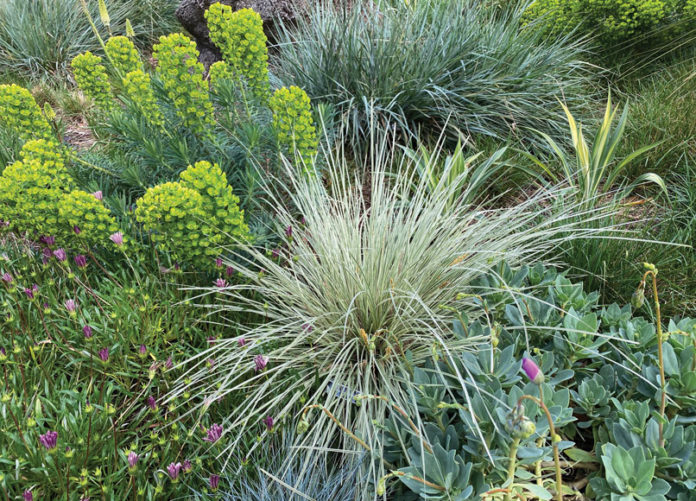 Garden euphorbia lomandra