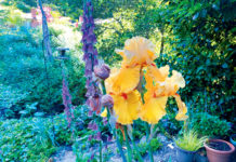 The Mountain Gardener | What to Do in the September Garden Garden bearded iris