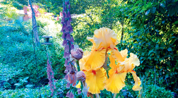 The Mountain Gardener | What to Do in the September Garden Garden bearded iris