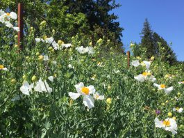 The Mountain Gardener | Time to Plant California Native Species Matilija poppies