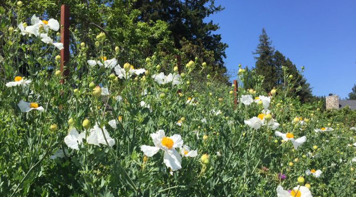 The Mountain Gardener | Time to Plant California Native Species Matilija poppies