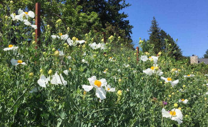 TMG-matiija-poppy4 Matilija poppies
