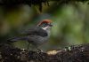 Scotts Valley nonprofit attends international conservation conference Antioquia brushfinch