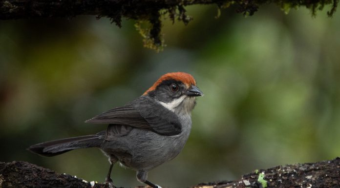 Scotts Valley nonprofit attends international conservation conference Antioquia brushfinch