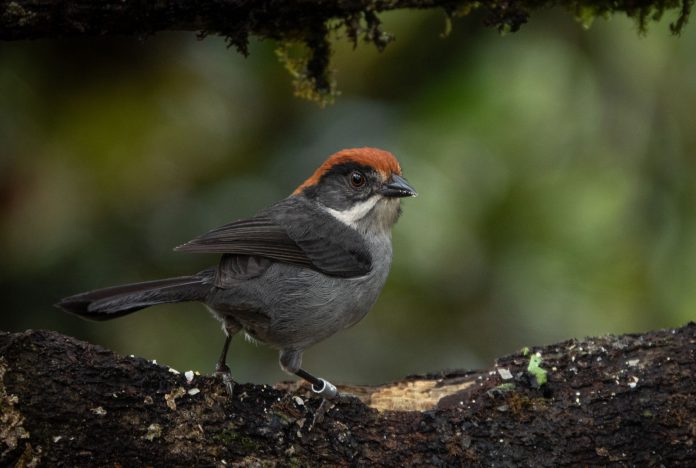 Critically-endangered-Antioquia-Brushfinch-(Atlapetes-blancae)-known-in-Spanish-as-the-Montanerito-Paisa-_-Photo-credit_-Santiago-Chiquito-Garcia-copy Antioquia brushfinch