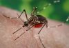 Invasive Aedes aegypti mosquito detected in Boulder Creek Invasive Aedes aegypti