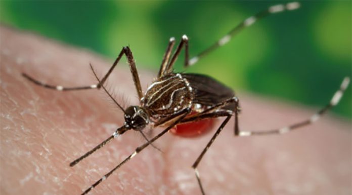 Invasive Aedes aegypti mosquito detected in Boulder Creek Invasive Aedes aegypti