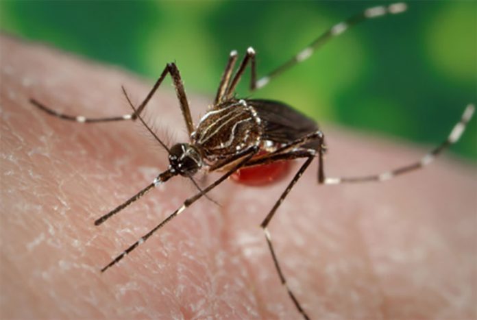 Invasive-Aedes Invasive Aedes aegypti