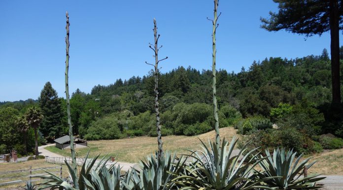 The Mountain Gardener | Remember: Learn Something New Every Day Garden century plants