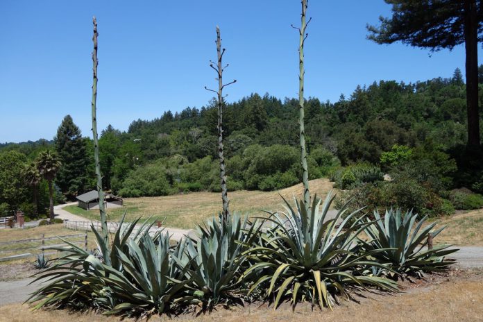 TMG-century-plants Garden century plants