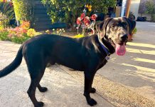 The Mountain Gardener | Detection Dogs Are More Than Man’s Best Friend Garden dog