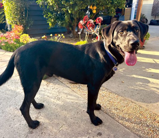 Garden dog