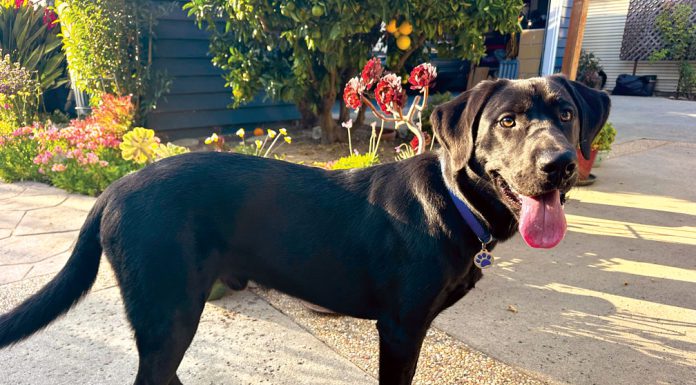 The Mountain Gardener | Detection Dogs Are More Than Man’s Best Friend Garden dog