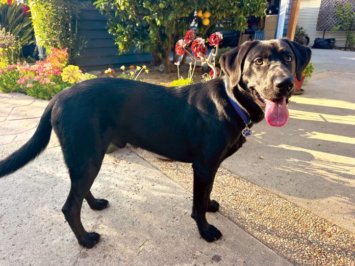 TMG-dog-Koni Garden dog