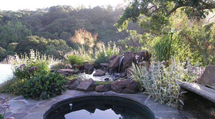 The Mountain Gardener | Why to Plant Ornamental Grasses Garden ornamental grass