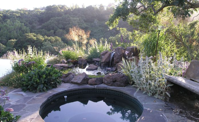 TMG-miscanthus-Morning-Light Garden ornamental grass