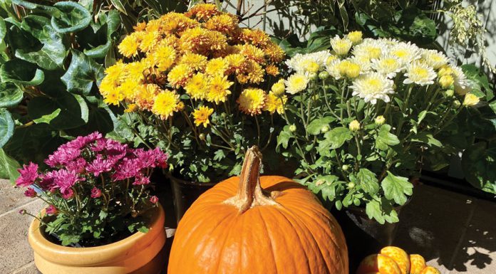 The Mountain Gardener | Everything You Didn’t Know About Mums Mums with pumpkin in garden