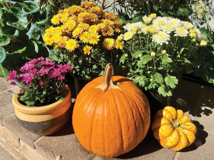 Mums with pumpkin in garden