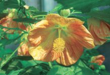 The Mountain Gardener | Thoughts for the Garden After Thanksgiving Day Flowering Maple