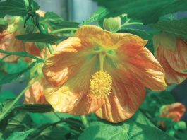 The Mountain Gardener | Thoughts for the Garden After Thanksgiving Day Flowering Maple