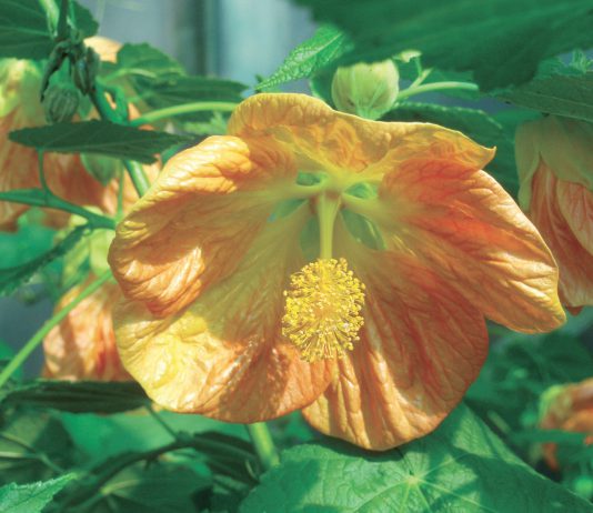 Flowering Maple
