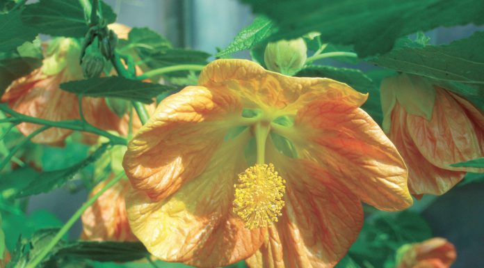 The Mountain Gardener | Thoughts for the Garden After Thanksgiving Day Flowering Maple