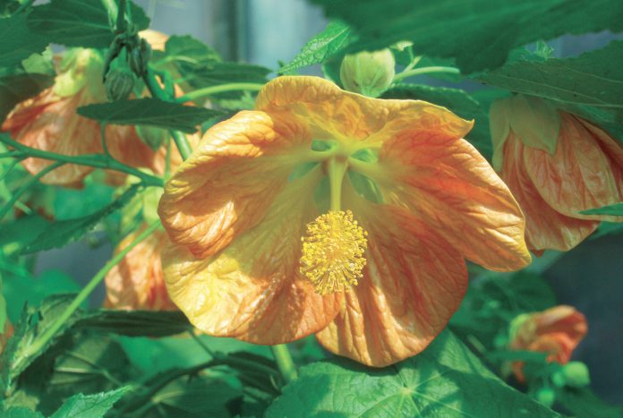 Flowering Maple