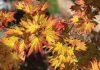 The Mountain Gardener | Japanese Maples Shine Bright in the Fall Autumn Moon Japanese maples